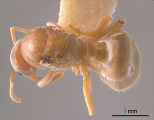 Prolasius pallidus antweb1008276 d 1 high.jpg