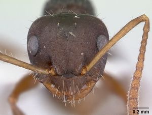 Pseudonotoncus hirsutus casent0178517 head 1.jpg