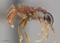 Tetramorium sepositum hal.jpg