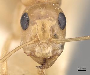 Camponotus cuneiscapus casent0910577 h 1 high.jpg