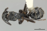 Camponotus darlingtoni casent0217640 d 1 high.jpg