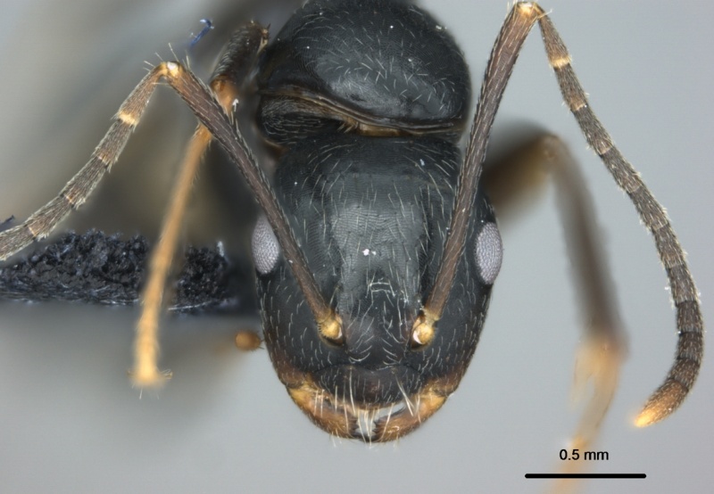 File:Camponotus schmeltzi casent0187058 h 1 high.jpg