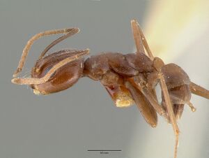 Dorymyrmex flavus castype00614 profile 1.jpg