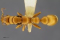 MCZ-ENT00520010 Tetraponera schulthessi queen had.jpg