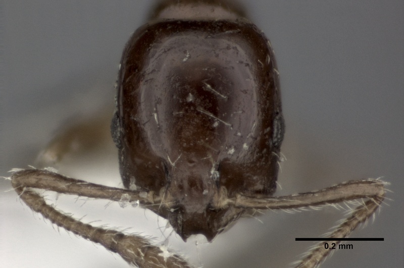 File:Monomorium monomorium casent0246069 h 1 high.jpg