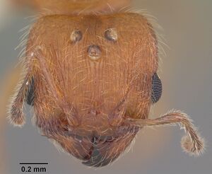 Pheidole floridana casent0104403 head 1.jpg