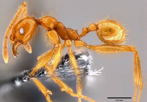 Pheidole oceanica casent0199589 p 1 high.jpg