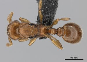 Tetramorium rumo casent0108745 d 1 high.jpg