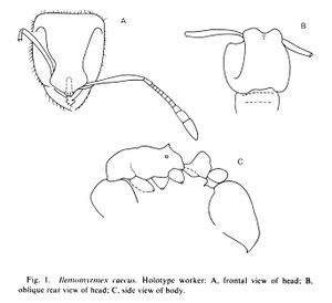 Wilson 1985a-4Ilemomyrmex-caecus.jpg