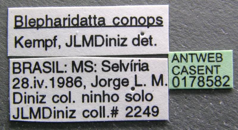 File:Blepharidatta conops casent0178582 label 1.jpg