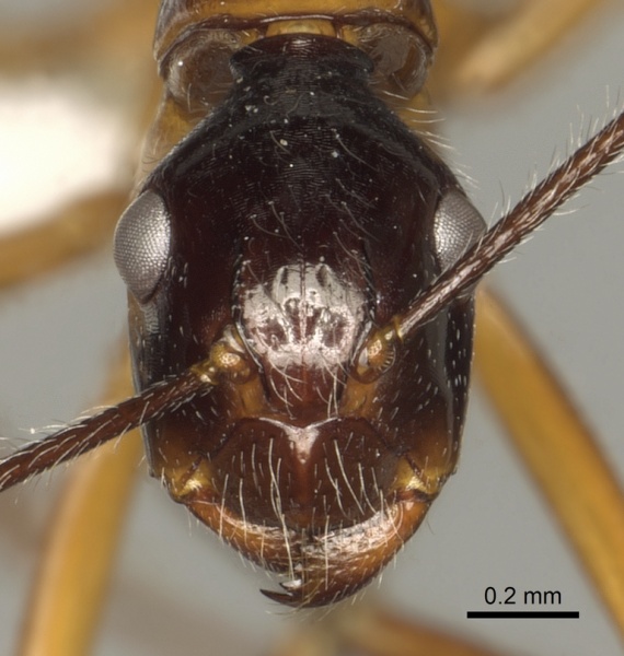 File:Camponotus panamensis casent0280320 h 1 high.jpg