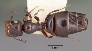 Camponotus papago casent0104680 dorsal 1.jpg