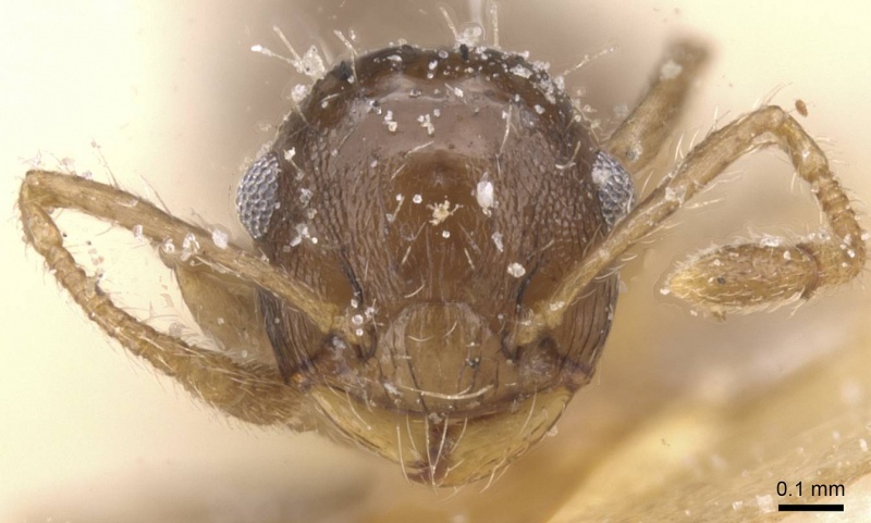 File:Crematogaster parallela casent0912778 h 1 high.jpg