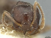 Crematogaster rustica casent0912815 h 1 high.jpg