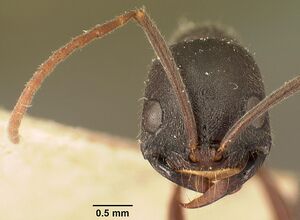 Leptogenys truncatirostris casent0101714 head 1.jpg