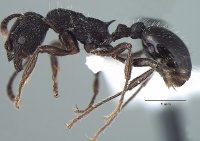 Myrmica adrijae P casent1008036.jpg