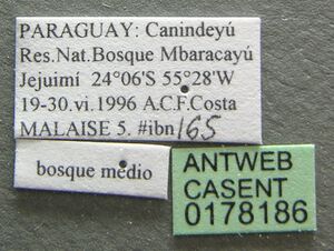 Pachycondyla striata casent0178186 label 1.jpg