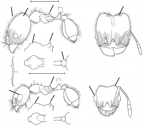 Pheidole bajaensis Wilson 2003.jpg