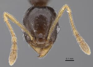 Pheidole depressinoda CASENT0611033 h.jpg