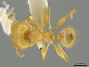 Pheidole gilva jtlc000016389 d 1 high.jpg