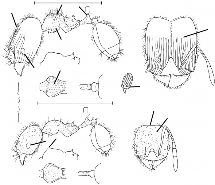 File:Pheidole guajirana Wilson 2003.jpg