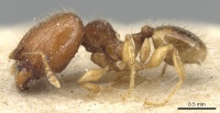 Pheidole lobulata casent0904284 p 1 high.jpg