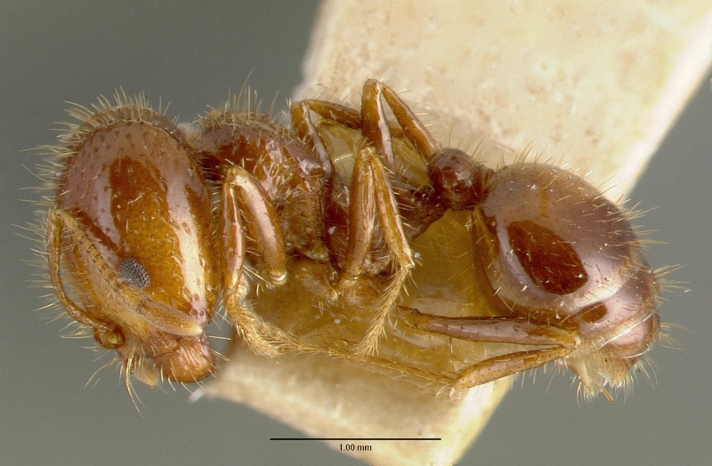 File:Solenopsis geminata castype00445-01 profile 1.jpg