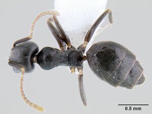 Technomyrmex difficilis casent0106111 dorsal 1.jpg