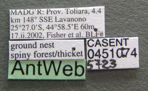 Technomyrmex voeltzkowi casent0451074 label 1.jpg