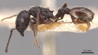 Temnothorax bucheti P casent0904733.jpg