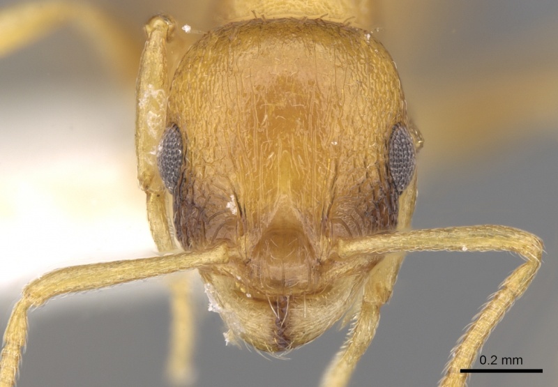 File:Temnothorax graecus H casent0906172.jpg