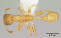 Tetraponera parops casent0106133 dorsal 1.jpg