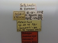 Aenictus-vieti-label-am.jpg