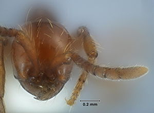 Aenictus acerbus head view