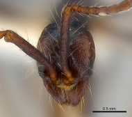 Aenictus dentatus casent0217375 h 1 high.jpg