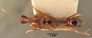 Anochetus madagascarensis casent0101811 dorsal 1.jpg