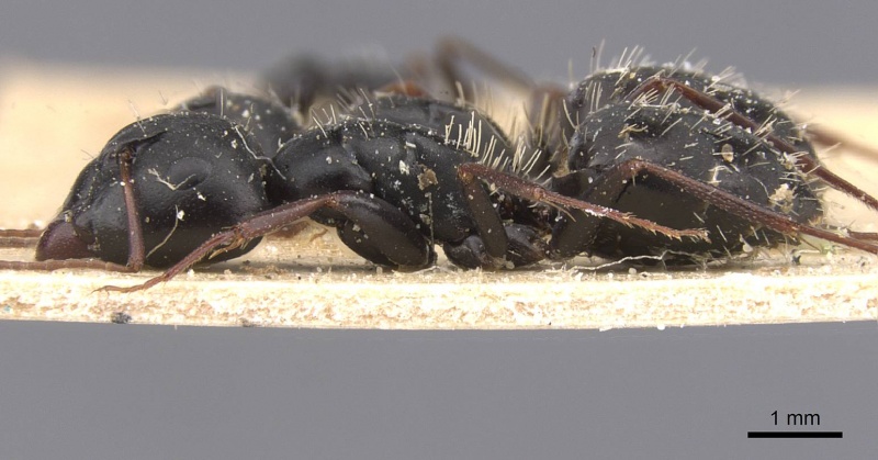 File:Camponotus berthoudi casent0911758 p 1 high.jpg