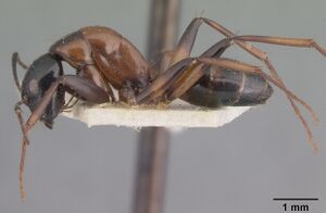 Camponotus dromedarius casent0101531 profile 1.jpg