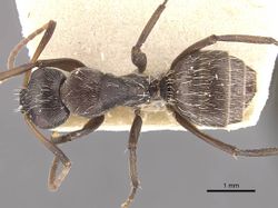 Camponotus foraminosus casent0910478 d 1 high.jpg