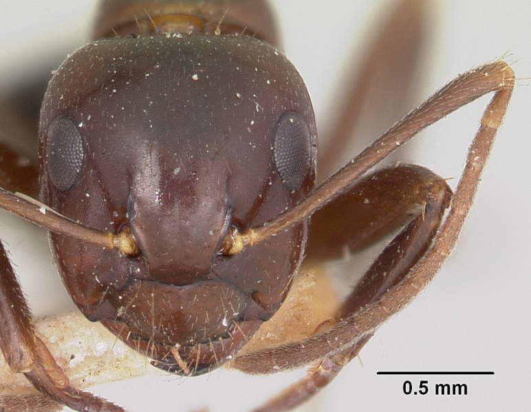 File:Camponotus gibber casent0101513 head 1.jpg