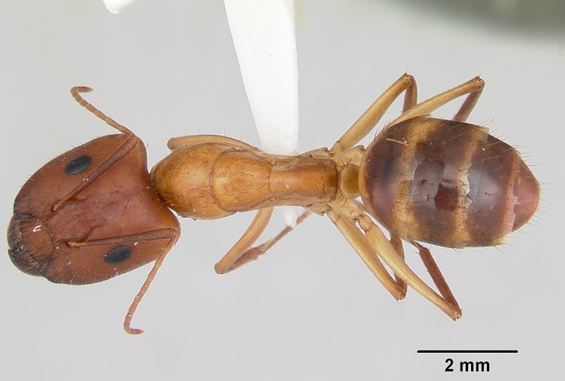 File:Camponotus microps casent0103425 dorsal 1.jpg