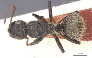 Camponotus rhamses casent0911855 d 1 high.jpg