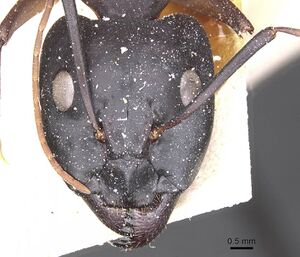 Camponotus thoracicus casent0912067 h 1 high.jpg