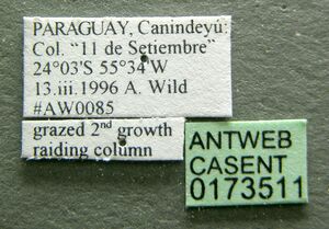 Labidus coecus casent0173511 label 1.jpg