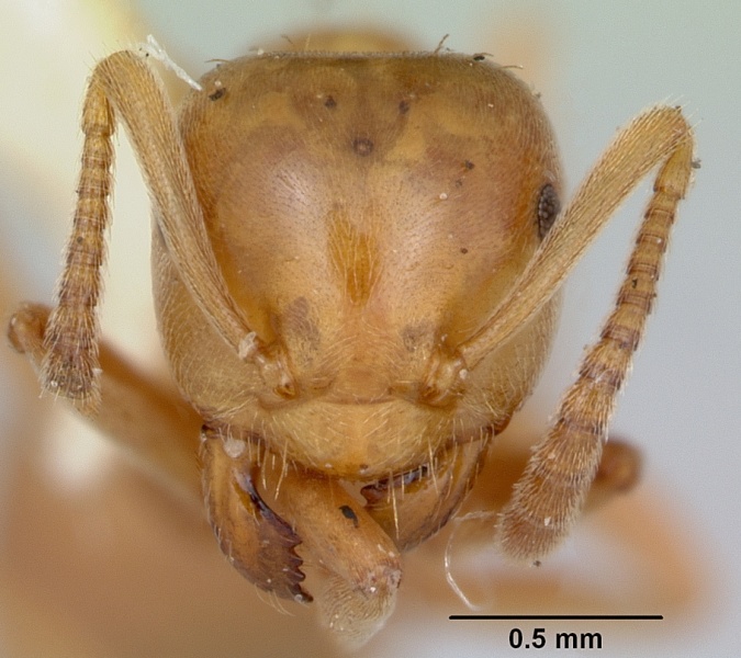 File:Lasius pubescens casent0103497 head 1.jpg