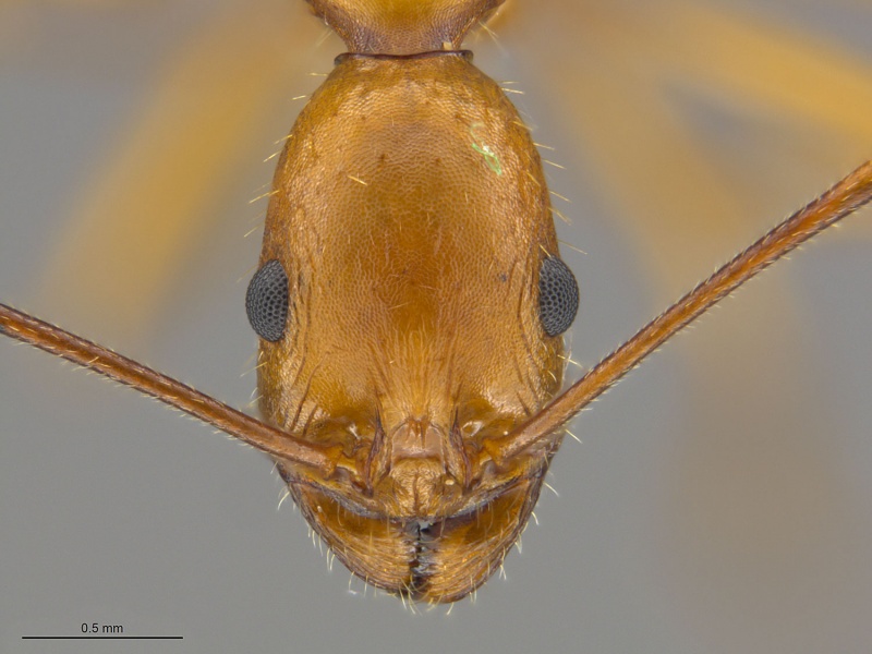 File:Mcz-ent00668578 Aphaenogaster boulderensis hef.jpg