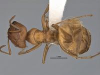 Melophorus lissotriches major top ANIC32-900148.jpg