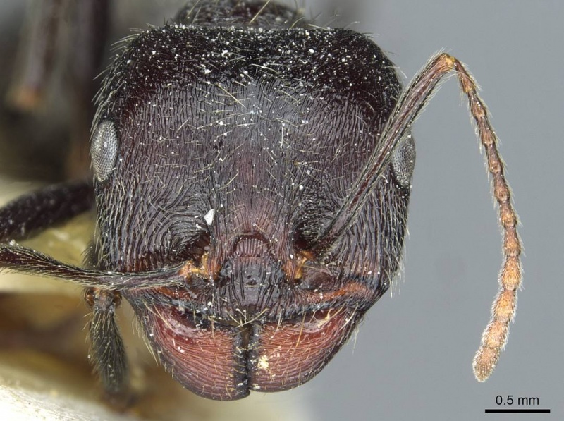 File:Messor melancholicus casent0913198 h 1 high.jpg