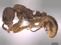 Myrmica tulinae P casent0281554.jpg