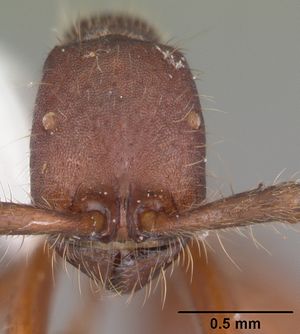 Neivamyrmex texanus casent0104150 head 1.jpg